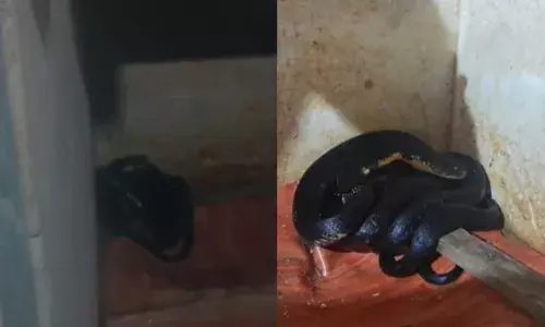 അനക്കം കണ്ട് നോക്കുമ്പോൾ ചുരുണ്ട് കിടന്നത് കൂറ്റൻ അതിഥി; കണ്ണൂരിൽ വീട്ടിനുള്ളിൽ നിന്നും പിടികൂടിയത് കൂറ്റൻ രാജവെമ്പാലയെ