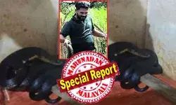 അടുക്കളയിലുള്ളത് രാജവെമ്പാലയാണെന്നും കിടപ്പുമുറിയിലേക്ക് പാഞ്ഞുകയറിയത് ചേരയാണെന്നും തിരിച്ചറിഞ്ഞത് നാട്ടുകാര്; പിന്നാലെ പാഞ്ഞെത്തി ഫൈസല് വിളക്കോടും സംഘവും; ഇരിട്ടി: കാട്ടാന ഭീഷണി മൂലം തുടിമരത്തെ സ്വന്തം വീട് ഉപേക്ഷിച്ച് വാടകവീട്ടിലേക്ക് താമസം മാറ്റിയിട്ടും കോണ്ഗ്രസ് നേതാവിന്റെ കഷ്ടകാലം മാറുന്നില്ല; ജോസിന്റെ വീട്ടിലെത്തിയ രണ്ട് അതിഥികളുടെ കഥ അടുക്കളയിലുള്ളത് രാജവെമ്പാലയാണെന്നും കിടപ്പുമുറിയിലേക്ക് പാഞ്ഞുകയറിയത് ചേരയാണെന്നും തിരിച്ചറിഞ്ഞത് നാട്ടുകാര്; പിന്നാലെ പാഞ്ഞെത്തി ഫൈസല് വിളക്കോടും സംഘവും; ഇരിട്ടി: കാട്ടാന ഭീഷണി മൂലം തുടിമരത്തെ സ്വന്തം വീട് ഉപേക്ഷിച്ച് വാടകവീട്ടിലേക്ക് താമസം മാറ്റിയിട്ടും കോണ്ഗ്രസ് നേതാവിന്റെ കഷ്ടകാലം മാറുന്നില്ല; ജോസിന്റെ വീട്ടിലെത്തിയ രണ്ട് അതിഥികളുടെ കഥ