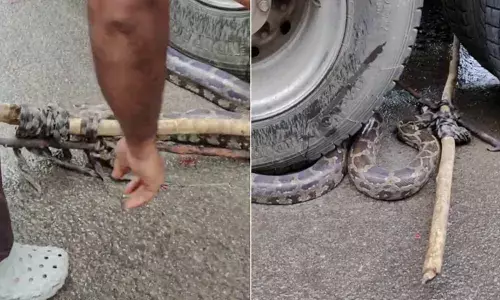 വടിയിൽ തുണികൊണ്ട് തല ചേർത്തുകെട്ടിയ നിലയിൽ; കൊല്ലാൻ ശ്രമിച്ചതെന്ന് സംശയം; ലോറിയുടെ ടയറുകൾക്കിടയിൽ കുടുങ്ങിയ മലമ്പാമ്പിനെ രക്ഷപ്പെടുത്തി