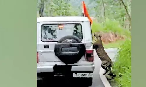 ഫോട്ടോ എടുക്കാന്‍ കൈ പുറത്തേക്ക് നീട്ടി; കുട്ടിയുടെ കൈയില്‍ പിടിച്ച് പുലി; 12 കാരന് പരിക്ക്; സംഭവം ബെന്നാര്‍ഘട്ട ബയോളജിക്കല്‍ പാര്‍ക്കില്‍