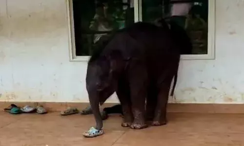 സ്‌കൂളില്‍ ബല്ലടിച്ചപ്പോള്‍ വരാന്തയില്‍ കൂട്ടം തെറ്റിയ കാട്ടാനക്കുട്ടി; കുട്ടികളില്‍ ഒരാളുടെ ചെരുപ്പുമായി കുട്ടിക്കുറുമ്പ്; ഒരേ സമയം കൗതുകവും ആശങ്കയും; നന്നായി പഠിച്ച് വളരട്ടെയെന്ന് കമന്റുകള്‍