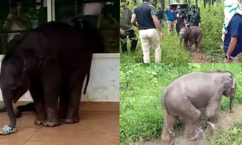 കുറുമ്പുകാട്ടി ഒടുവില്‍ അവന്‍ അമ്മയുടെ അരികിലേക്ക്; ചെക്കാടിയില്‍ സ്‌കൂളില്‍ എത്തിയ കുട്ടിക്കുറുമ്പന്‍; കുട്ടിയാനയുടെ വീഡിയോ പങ്കുവച്ച് ഇന്ത്യന്‍ വനിത ക്രിക്കറ്റ് താരം മിന്നു മണി