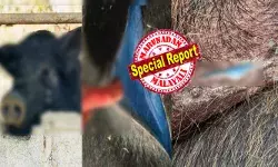 ഒരു കഷ്ണം പന്നി ഇറച്ചി വാങ്ങാൻ കടയിൽ തിങ്ങി കൂടിയ ആളുകൾ; കണ്ണിൽ മിന്നിമറഞ്ഞ് അസാധാരണ തിളക്കമുള്ള നിറം; ഇത് ഉള്ളിൽ ചെന്നാൽ മരണം ഉറപ്പെന്ന് കണ്ടുനിന്നവർ; പാകം ചെയ്താലും പണി ഉറപ്പ്; പ്രദേശത്ത് ജാഗ്രത മുന്നറിയിപ്പ്; അമ്പരപ്പിച്ച് ചിത്രങ്ങൾ ഒരു കഷ്ണം പന്നി ഇറച്ചി വാങ്ങാൻ കടയിൽ തിങ്ങി കൂടിയ ആളുകൾ; കണ്ണിൽ മിന്നിമറഞ്ഞ് അസാധാരണ തിളക്കമുള്ള നിറം; ഇത് ഉള്ളിൽ ചെന്നാൽ മരണം ഉറപ്പെന്ന് കണ്ടുനിന്നവർ; പാകം ചെയ്താലും പണി ഉറപ്പ്; പ്രദേശത്ത് ജാഗ്രത മുന്നറിയിപ്പ്; അമ്പരപ്പിച്ച് ചിത്രങ്ങൾ