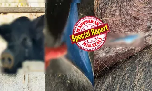 ഒരു കഷ്ണം പന്നി ഇറച്ചി വാങ്ങാൻ കടയിൽ തിങ്ങി കൂടിയ ആളുകൾ; കണ്ണിൽ മിന്നിമറഞ്ഞ് അസാധാരണ തിളക്കമുള്ള നിറം; ഇത് ഉള്ളിൽ ചെന്നാൽ മരണം ഉറപ്പെന്ന് കണ്ടുനിന്നവർ; പാകം ചെയ്താലും പണി ഉറപ്പ്; പ്രദേശത്ത് ജാഗ്രത മുന്നറിയിപ്പ്; അമ്പരപ്പിച്ച് ചിത്രങ്ങൾ