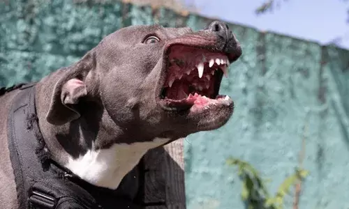 വീടിന്റെ പുറത്ത് വിശ്രമിച്ചുകൊണ്ടിരുന്നയാളെ അയല്‍വാസിയുടെ വളര്‍ത്തുനായ കടിച്ച് കൊന്നു; കടിച്ച് പിറ്റ്ബുള്‍ ഇനത്തില്‍ പെട്ട നായ; തടയാന്‍ ശ്രമിച്ച് ഉടമയ്ക്കൃം കടിയേറ്റു