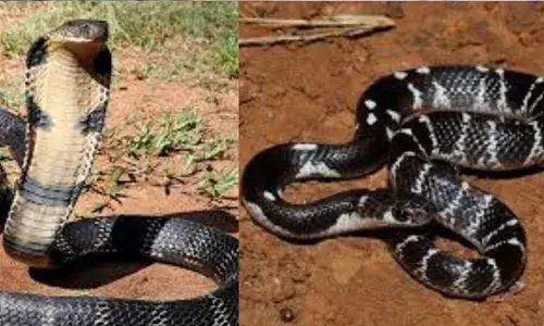 മൂര്‍ഖനും ശംഖുവരയനും പോലുള്ള പാമ്പുകളില്‍ നിന്ന് ചത്ത ശേഷവും കടിയേല്‍ക്കാനുള്ള സാധ്യത ഉണ്ടെന്ന് പഠനം; പാമ്പിന്റെ തല വെട്ടിമാറ്റിയാലും നാലു മുതല്‍ ആറു മണിക്കൂര്‍ വരെ തലച്ചോര്‍ പ്രവര്‍ത്തിക്കും; പഠനം അസമില്‍ നടന്ന മൂന്ന് സംഭവങ്ങളുടെ പശ്ചാത്തലത്തില്‍