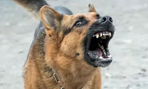 കഴിഞ്ഞ രണ്ടു വര്‍ഷത്തിനിടെ പേ വിഷബാധയെ തുടര്‍ന്ന് മരിച്ചവര്‍ 49 പേര്‍; 26 പേര്‍ക്ക് രോഗം പകരാന്‍ കാരണം തെരുവ് നായ്ക്കളില്‍ നിന്ന്; ഹൈക്കോടതിയെ അറിയിച്ച് സര്‍ക്കാര്‍