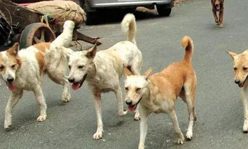 വീടിന് പുറത്ത് കളിക്കുന്നതിനിടെ കാലില്‍ പരിക്കേറ്റു; കുഞ്ഞിന്റെ മുറിവ് സമീപത്തുണ്ടായിരുന്ന തെരുവുനായ വന്ന് നക്കി; പേ വിഷബാധയേറ്റ് രണ്ട് വയസുകാരന് ദാരുണാന്ത്യം