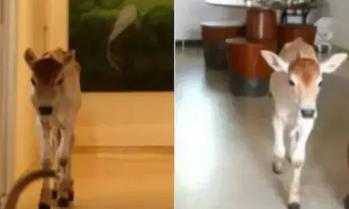 ഈ ഫ്ലാറ്റിലെത്തിയാൽ ഇവനെ കണ്ണെടുക്കാതെ നോക്കി നിൽക്കും; ഓടി വന്ന് കെട്ടിപ്പിടിച്ചും തലോടിയും ക്യൂട്ട്നെസ് വാരി വിതറും; സോഷ്യൽ മീഡിയയിൽ വൈറൽ താരമായി അലക്സ് എന്ന കാളക്കുട്ടി