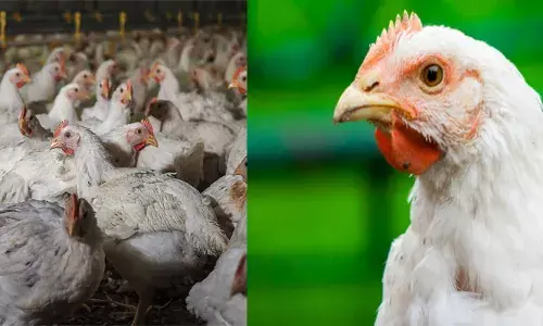 ഇനി സമാധാനത്തോടെ കോഴിക്കാൽ കടിച്ചുപറിക്കാം...; വയനാട്ടിൽ ബ്രോയിലർ കോഴിയുടെ വില കുത്തനെ ഇടിഞ്ഞു; ഇറച്ചി കിലോയ്ക്ക് 120 രൂപ; ഒറ്റയടിക്ക് വിലയിടിഞ്ഞത് ഇക്കാരണത്താൽ