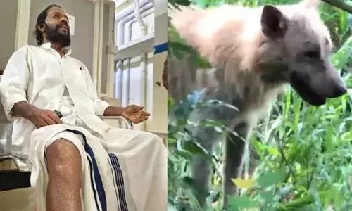 മുൻ കോട്ടയം മുനിസിപ്പൽ ചെയർമാനെ തെരുവുനായ കടിച്ച സംഭവം; ചത്ത നായക്ക് പേവിഷബാധ സ്ഥിരീകരിച്ചു; എല്ലാം തെളിഞ്ഞത് മൃഗാശുപത്രിയിലെ പരിശോധനയിൽ