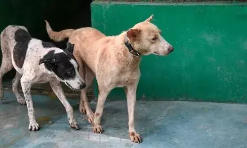 ഡല്‍ഹിയിലെ തെരുവ് നായക്കളെ പിടികൂടി ഷെല്‍ട്ടറിലാക്കണമെന്ന രണ്ടംഗ ബെഞ്ചിന്റെ ഉത്തരവിനെതിരായ ഹര്‍ജി; സുപ്രീംകോടതിയുടെ വിധി ഇന്ന്