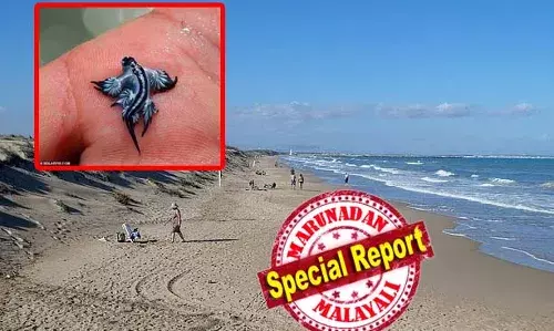 അപൂര്‍വ കടല്‍ജീവികളുടെ സാന്നിധ്യം വര്‍ധിച്ചു; മാരകമായി കുത്തിപ്പരിക്കേല്‍പ്പിക്കുന്ന നീല ഡ്രാഗണുകള്‍ കാണപ്പെട്ടു; സ്‌പെയിന്‍ അവധിക്കാല ഹോട്ട്സ്പോട്ടിലെ ഏഴ് മൈല്‍ നീളമുള്ള ബീച്ചുകള്‍ അടച്ചു