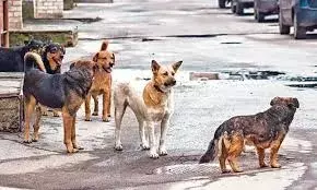 തെരുവു നായ പ്രശ്‌നത്തില്‍ ദേശീയതലത്തില്‍ നയം വേണമെന്ന് സുപ്രീം കോടതി; എല്ലാ സംസ്ഥാനങ്ങളേയും കക്ഷി ചേര്‍ക്കും; ഡല്‍ഹി ഹൈക്കോടതി വിധിക്ക് സ്‌റ്റേ