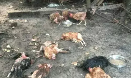 രാവിലെ കൂട്ടിൽ നോക്കിയപ്പോൾ കണ്ടത് വേദനിപ്പിക്കുന്ന കാഴ്ച; മുട്ടക്കോഴികളെ ചത്ത നിലയിൽ കണ്ടെത്തി; അജ്ഞാത ജീവി കടിച്ചതെന്ന് സംശയം; സംഭവം അമ്പലപ്പുഴയിൽ