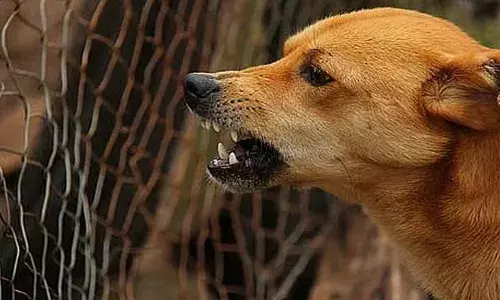 ഇവന്മാരെ കൊണ്ട് രക്ഷയില്ല..; തലസ്ഥാനത്ത് തെരുവുനായ ആക്രമണം രൂക്ഷമാകുന്നു; ആശുപത്രി വളപ്പിൽ പരിഭ്രാന്തി; രണ്ടുപേർക്ക് കടിയേറ്റു