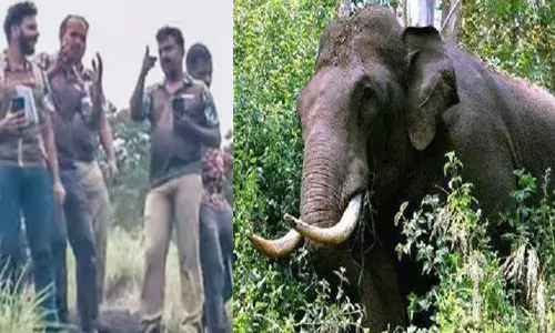 തുമ്പികൈയിൽ ചുഴറ്റിയെടുത്ത് നിലത്തടിച്ചു; വാരിയെല്ല് അടക്കം ഒടിഞ്ഞുമാറി; പ്രദേശത്ത് ഭീതിപടർത്തിയത് കൂട്ടം തെറ്റിയെത്തിയ കൊമ്പൻ; ആ വയോധികയെ കൊന്ന കാട്ടാനയെ കണ്ടെത്തി