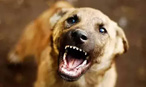 തിരുവനന്തപുരത്ത് തെരുവുനായയുടെ ആക്രമണം; നാലുവയസ്സുകാരി ഉൾപ്പെടെ മൂന്നുപേർക്ക് പരിക്ക്