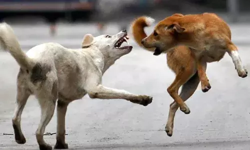 ഉച്ചയ്ക്ക് വീടിന് പുറത്തുകേട്ടത് കോഴികളുടെ പ്രാണൻ പോകുന്ന വിളി; വന്ന് നോക്കുമ്പോൾ ദാരുണ കാഴ്ച; 12 ജീവനുകളെ കടിച്ചുകീറി; വിഴിഞ്ഞത്ത് നാട്ടുകാരുടെ ഉറക്കം കെടുത്തി തെരുവുനായ ശല്യം രൂക്ഷമാകുന്നു