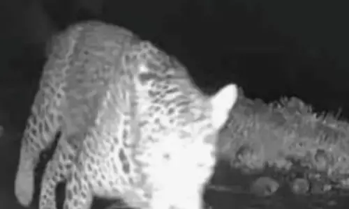 ആടിനെ വച്ച് കെണി; ഒന്നും സംഭവിക്കാത്തതുപോലെ വിരുതൻ അതുവഴി നടന്നത് മൂന്ന് തവണ; പുലി ഭീതിയിൽ മണ്ണാര്‍മല നിവാസികൾ