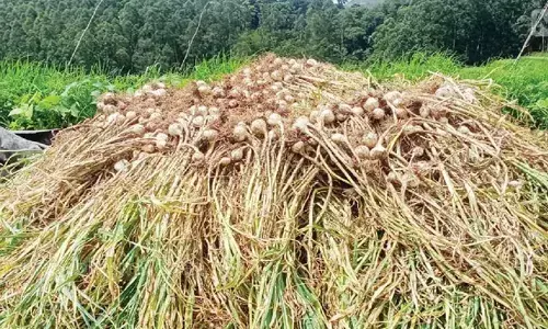 കാന്തല്ലൂരിലെ വെളുത്തുള്ളിക്ക് കഴിഞ്ഞ വര്‍ഷം 600 രൂപ; ഇത്തവണ 60 രൂപ: പ്രതിസന്ധിയില്‍ കൃഷിക്കാര്‍