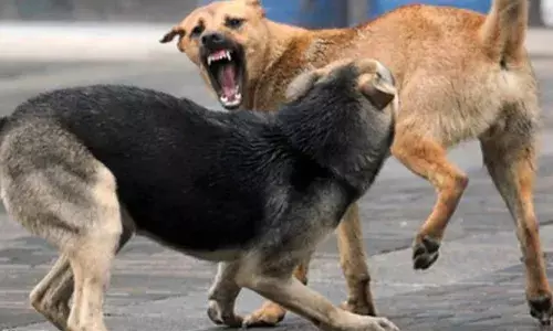 വൈകീട്ടോടെ ശല്യത്തിനെ നാട്ടുകാർ അടിച്ചുകൊന്നു..; പോത്തൻകോട്ട് ഭീതി പരത്തി വീണ്ടും തെരുവുനായ ആക്രമണം; പത്തുപേർക്ക് കടിയേറ്റു; ഒരു കുട്ടിയുടെ മുഖത്തിനും കൈക്കും പരിക്ക്