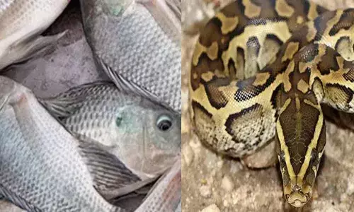 വിളവെടുക്കാൻ ടാങ്കിലെ വെള്ളം വറ്റിച്ചപ്പോൾ കിട്ടിയത് ഒരെണ്ണത്തിനെ മാത്രം; ബാക്കി മീൻ നഷ്ടപ്പെട്ടതായി കർഷകൻ; വില്ലൻ പെരുമ്പാമ്പോ?; സംഭവം കോഴിക്കോട്