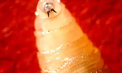 അമേരിക്കയില്‍ മനുഷ്യരില്‍ ആദ്യമായി സ്‌ക്രൂവേം അണുബാധ റിപ്പോര്‍ട്ട് ചെയ്തു