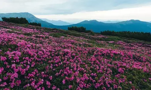 മൂന്നാറില്‍ മൂന്നിടത്ത് നീലക്കുറിഞ്ഞി പൂത്തു; വരുംദിവസങ്ങളില്‍ കൂടുതല്‍ ചെടികള്‍ പൂവിട്ടേക്കും