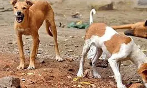 ഏഴുമാസം മുന്‍പ് തെരുവുനായയുടെ കടിയേറ്റയാള്‍ മരിച്ചു; മരണം പേ വിഷബാധ മൂലമെന്ന് സംശയം: പ്രതിരോധ കുത്തിവെപ്പ് എടുത്തത് ഒരു ഡോസ് മാത്രം