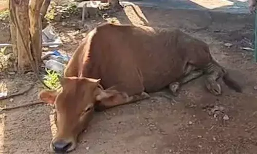 പുറത്തെ തൊഴുത്തിൽ നിന്ന് കേട്ടത് മിണ്ടാപ്രാണിയുടെ അലറി കരച്ചിൽ; ഓടിയെത്തി നോക്കുമ്പോൾ ദാരുണ കാഴ്ച; ഭിന്നശേഷിക്കാരായ ദമ്പതികളുടെ വീട്ടിൽ കയറി കൊടുംക്രൂരത; പ്രതിക്കായി തിരച്ചിൽ ഊർജിതം