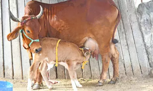 കോഴിക്കോട് പേവിഷ ബാധയേറ്റെന്ന് സംശയിച്ച പശുക്കുട്ടി ചത്തു; സമ്പർക്കത്തിൽ ഉണ്ടായിരുന്ന പശുവിന് കുത്തിവെപ്പ് നൽകി; ആരോഗ്യ വകുപ്പ് പ്രതിരോധ നടപടികൾ സ്വീകരിച്ചു