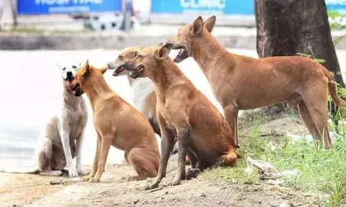 തെരുവുനായ നിയന്ത്രണം; എല്ലാ വാർഡുകളിലും ഫീഡിംഗ് പോയിന്റുകൾ; എല്ലാ നഗരങ്ങളിലും പേവിഷ പ്രതിരോധ വാക്സിനേഷൻ നടപ്പാക്കും; സുപ്രീംകോടതി ഉത്തരവ് നടപ്പാക്കുന്ന ആദ്യ സംസ്ഥാനമായി രാജസ്ഥാന്‍