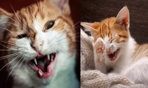 വീട്ടിലെ കുഞ്ഞന്റെ വായിൽ കാണുന്നത് നല്ല മിനുങ്ങുന്ന നീളൻ പല്ലുകൾ..; നിങ്ങൾ വളർത്തു മൃഗങ്ങളെ പല്ല് തേപ്പിക്കാറുണ്ടോ?; ഇല്ലെങ്കിൽ ശ്രദ്ധിച്ചോളൂ; ഗുണങ്ങൾ അറിയാം