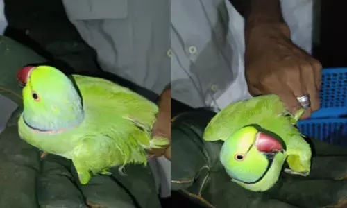 വനം വകുപ്പ് വീടിന് അടുത്തെത്തിയപ്പോൾ കേട്ടത് അസാധാരണ ശബ്ദം; പരിശോധനയിൽ കൈയ്യോടെ പൊക്കി; കെണിവെച്ച് പിടിച്ച തത്തയെ പിടികൂടി; കേസെടുത്തു