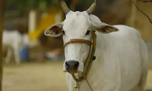 ജനങ്ങൾ ഈ സാധുക്കളെ ദിനവും പൂജിക്കുക്കുന്നു; അതുകൊണ്ട് രാജ്യമാതാവായി പ്രഖ്യാപിക്കണം; മുഖ്യമന്ത്രിക്ക് കത്തയച്ച് കോൺഗ്രസ് എംപി