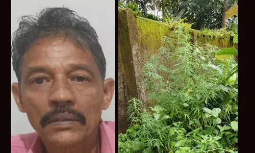 സ്ഥലം പാട്ടത്തിനെടുത്ത് കൃഷി; കൂട്ടത്തില്‍ നട്ടുവളര്‍ത്തിയത് കഞ്ചാവും; തേടി വന്ന ഡാന്‍സാഫ് ടീമിന് കിട്ടിയത് ചെടികളും കടയില്‍ സൂക്ഷിച്ച കഞ്ചാവും: പ്രതി അറസ്റ്റില്‍