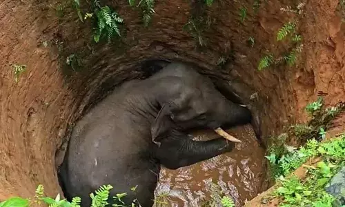 കോതമംഗലത്ത് കാട്ടാന കിണറ്റില്‍ വീണു; നാട്ടുകാര്‍ അറിയുന്നത് പുലര്‍ച്ചെ; കാട്ടാന ശല്യത്തിന് പരിഹാരം ആകാതെ കാട്ടാനയെ പുറത്തെടുക്കാന്‍ അനുവദിക്കില്ലെന്ന് പ്രദേശവാസികള്‍