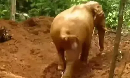 ഒടുവിൽ കൈത്താങ്ങായി ജെസിബിയുടെ കരങ്ങൾ; മണിക്കൂറുകൾ നീണ്ട രക്ഷാപ്രവർത്തനം; കോ​ത​മം​ഗ​ല​ത്ത് കിണറ്റിൽ വീണ കാട്ടാനയെ കരയ്ക്ക് കയറ്റി