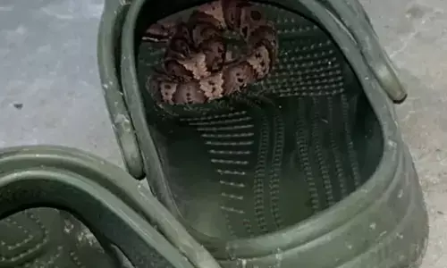 ക്രോക്സ് ചെരുപ്പിനുള്ളിൽ കയറിയ പാമ്പിന്റെ കടിയേറ്റു; ഐ.ടി. ജീവനക്കാരന് ദാരുണാന്ത്യം