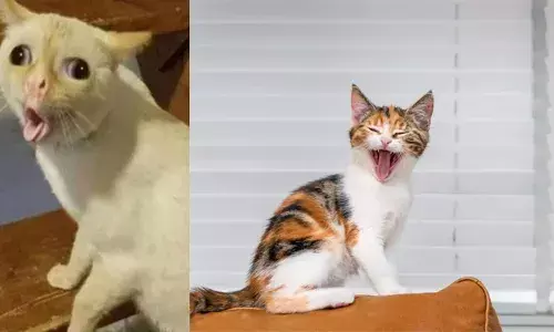 മഴ വന്നാൽ വീട്ടിലെ കുഞ്ഞൻമാർക്ക് ജലദോഷം; മൃഗങ്ങളെ വളർത്തുമ്പോൾ മാറിവരുന്ന കാലാവസ്ഥയും അറിഞ്ഞിരിക്കണം; പഠനങ്ങൾ പറയുന്നത്