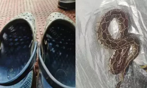 ചെരിപ്പിനുള്ളില്‍ പാമ്പു കയറിതറിയാതെ ചെരിപ്പിട്ട യുവാവിനെ പാമ്പു കടിച്ചു: അപകടത്തില്‍ കാലിന്റെ സ്പര്‍ശനശേഷി നഷ്ടപ്പെട്ടിരുന്നതിനാല്‍ പാമ്പു കടിച്ചതറിഞ്ഞില്ല: യുവാവിന് ദാരുണാന്ത്യം