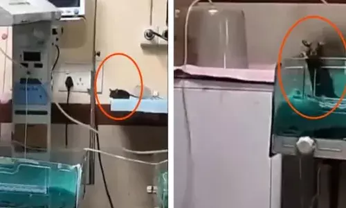 ഐസിയുവില്‍ നവജാത ശിശുക്കള്‍ക്ക് എലിയുടെ കടിയേറ്റു; ഒരു കുഞ്ഞ് മരിച്ചു: സംഭവം മധ്യപ്രദേശിലെ സര്‍ക്കാര്‍ ആശുപത്രിയില്‍