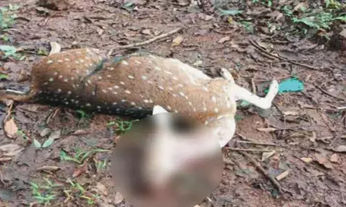 പാതി ഭക്ഷിച്ച നിലയിൽ മാനിന്റെ ജഡം; ഉദ്യോഗസ്ഥര്‍ സ്ഥലത്തെത്തിയുള്ള പരിശോധനയിൽ തെളിഞ്ഞത് മറ്റൊന്ന്; നാട്ടുകാർ പരിഭ്രാന്തിയിൽ; പോത്തുകല്ലിൽ ഇറങ്ങിയത് പുലിയോ?