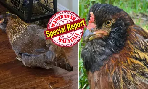 നേരെ നിവർന്ന് നിന്ന് ചിറകടിച്ച് കൂകി വിളിക്കാൻ പോലും ആവതിയില്ല; നടക്കാൻ ഒരാളുടെ സഹായം കൂടിയേ തീരൂ..; ടിവി കാണുന്നത് ആശാന്റെ സ്ഥിരം ഹോബി; ഏറെ നേരം മുറിയിൽ തന്നെ ചിലവഴിച്ച് ജീവിതം; ലോകത്തിലെ തന്നെ ഏറ്റവും പ്രായംകൂടിയ കോഴി ദാ...ഇവിടെയുണ്ട്