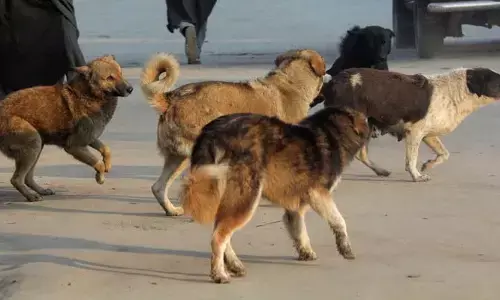 തെരുവുനായകള്‍ കൂട്ടത്തോടെ കുരച്ച് പിന്നാലെ ഓടിയെത്തി; ബൈക്ക് നിയന്ത്രണംവിട്ട് മറിഞ്ഞ് നാലുവയസ്സുകാരിക്ക് ദാരുണാന്ത്യം