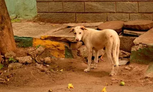 സ്‌കൂളില്‍ നായയുടെ കടിയേറ്റ് മൂന്നാം ക്ലാസ് വിദ്യാര്‍ത്ഥിക്ക് പരിക്ക്; നായ കടിച്ചത് ശുചിമുറിയിലേക്ക് പോകുന്നതിനിടെ