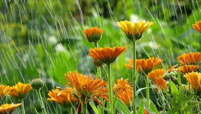 വെള്ളം അമിതമായി ഇറങ്ങിയാൽ വേരുകൾ നശിക്കും..; മഴക്കാലത്ത് ഔട്ട്ഡോർ ചെടികളെ എങ്ങനെ സംരക്ഷിക്കാം?; കേട് വരാതെയിരിക്കാൻ നിർബന്ധമായും ചെയ്യേണ്ട കാര്യങ്ങൾ അറിയാം വെള്ളം അമിതമായി ഇറങ്ങിയാൽ വേരുകൾ നശിക്കും..; മഴക്കാലത്ത് ഔട്ട്ഡോർ ചെടികളെ എങ്ങനെ സംരക്ഷിക്കാം?; കേട് വരാതെയിരിക്കാൻ നിർബന്ധമായും ചെയ്യേണ്ട കാര്യങ്ങൾ അറിയാം
