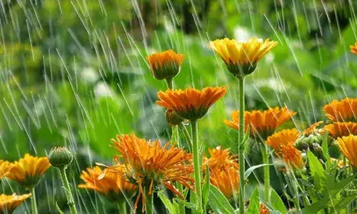 വെള്ളം അമിതമായി ഇറങ്ങിയാൽ വേരുകൾ നശിക്കും..; മഴക്കാലത്ത് ഔട്ട്ഡോർ ചെടികളെ എങ്ങനെ സംരക്ഷിക്കാം?; കേട് വരാതെയിരിക്കാൻ നിർബന്ധമായും ചെയ്യേണ്ട കാര്യങ്ങൾ അറിയാം