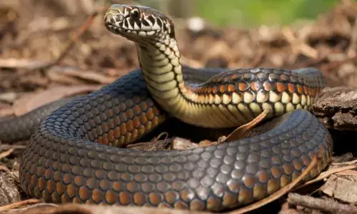 ഉറങ്ങിക്കിടന്ന ഒന്‍പത് മാസക്കാരനും 11കാരിക്കും പാമ്പു കടിയേറ്റു; വീട്ടുകാര്‍ കുട്ടികളെ എത്തിച്ചത് സാത്താന്‍ സേവ ചെയ്യുന്ന മന്ത്രവാദിയുടെ അരികില്‍: മൂന്ന് മണിക്കൂര്‍ നീണ്ടു നിന്ന പൂജയ്‌ക്കൊടുവില്‍ ദാരുണമരണം